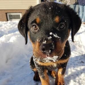 Meet your Posher, Angel